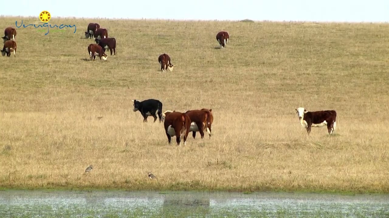 Uruguay por dentro 26 de Julio del 2025, Relatos de un Caminante.