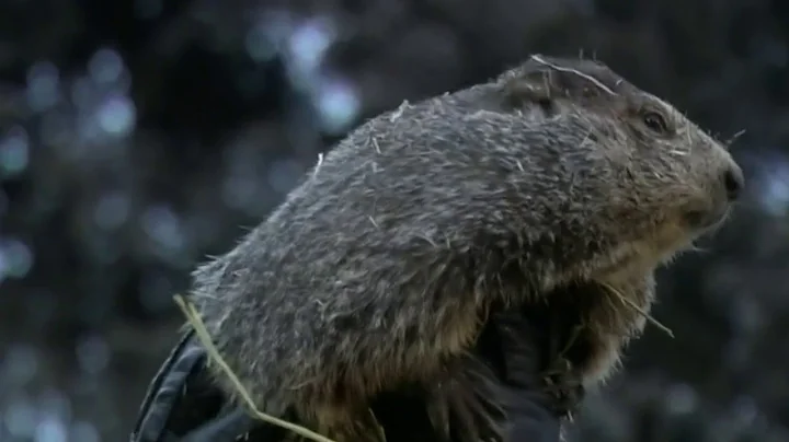 PETA wants to replace Punxsutawney Phil with a robot