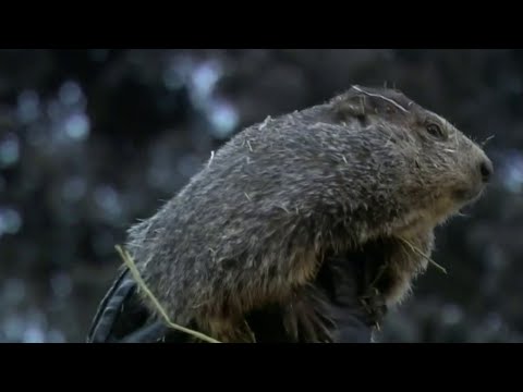 Video: PETA Cenšas Aizstāt Slaveno Groundhog Prognosticator