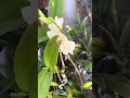 Cattleya + Dendrobium Pot