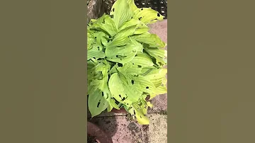 Hostas And Slugs 
