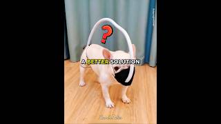 Bulldog Farts Continuously 😂🐶 #shorts