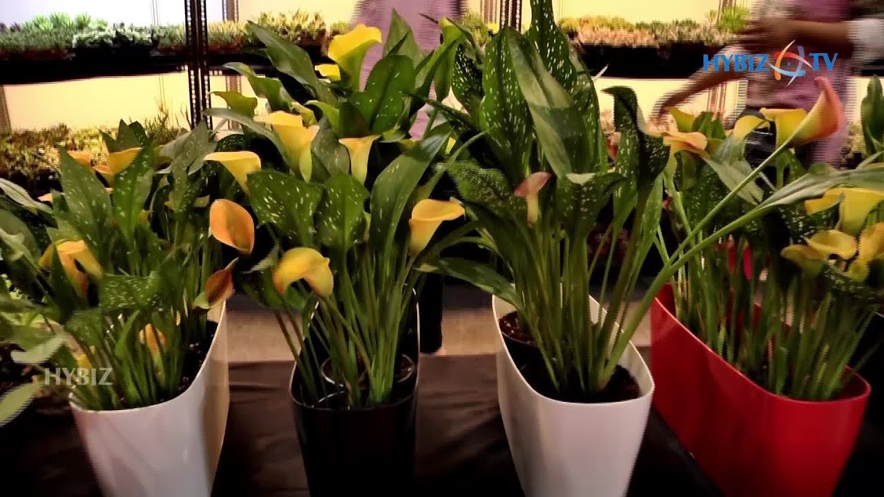 Garden Plant, Decorative Plant & Mogra Plant | More Gardens  | Agrex India 2019