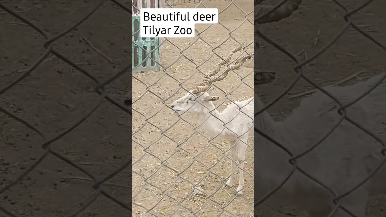 Beautiful Deer in Tilyar Zoo 