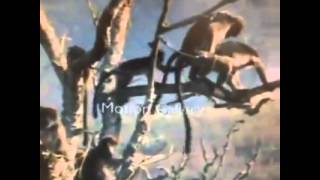 Parmak Atıp Kaçan Maymun