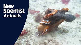 Fighting octopuses may be using shells as weapons screenshot 4