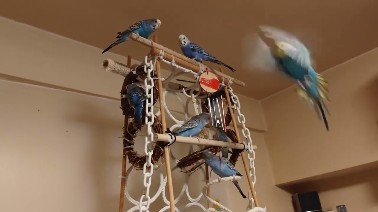 わちゃわちゃしてます２