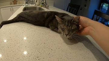 Kitten Meowing and Purring at the Same Time