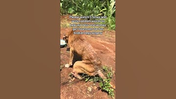 Even $1 helps link in bio. Every bit of help counts❤️‍🩹🙏 #doglovers #donate #dogsoflule