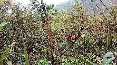 ຕໍ່ໄກ່ປ່າເຂົ້າດີ dib qaib qus tuaj zoo heev 16.03.2022