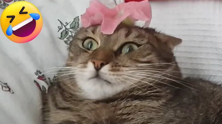 Watch the video about Funny Cat Fails 😆 Funny Cat Compilation 😂😁😆 Funny Animal