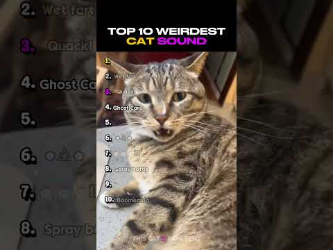 Ranking the Funniest Cat Noises Ever! 