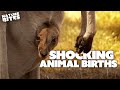 SHOCKING Animal Births | The Secret Life of the Zoo and More | Nature Bites