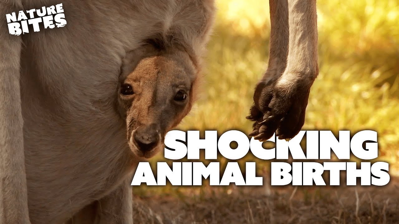 SHOCKING Animal Births | The Secret Life of the Zoo and More | Nature Bites  - YouTube