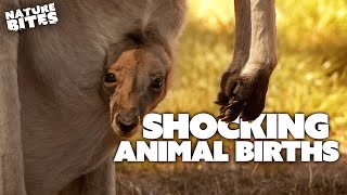 SHOCKING Animal Births | The Secret Life of the Zoo and More | Nature Bites