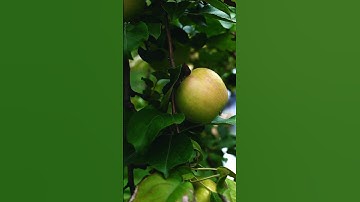 "An Apple 🍎 Floats : The Quirky Science Behind This Surprising Phenomenon "