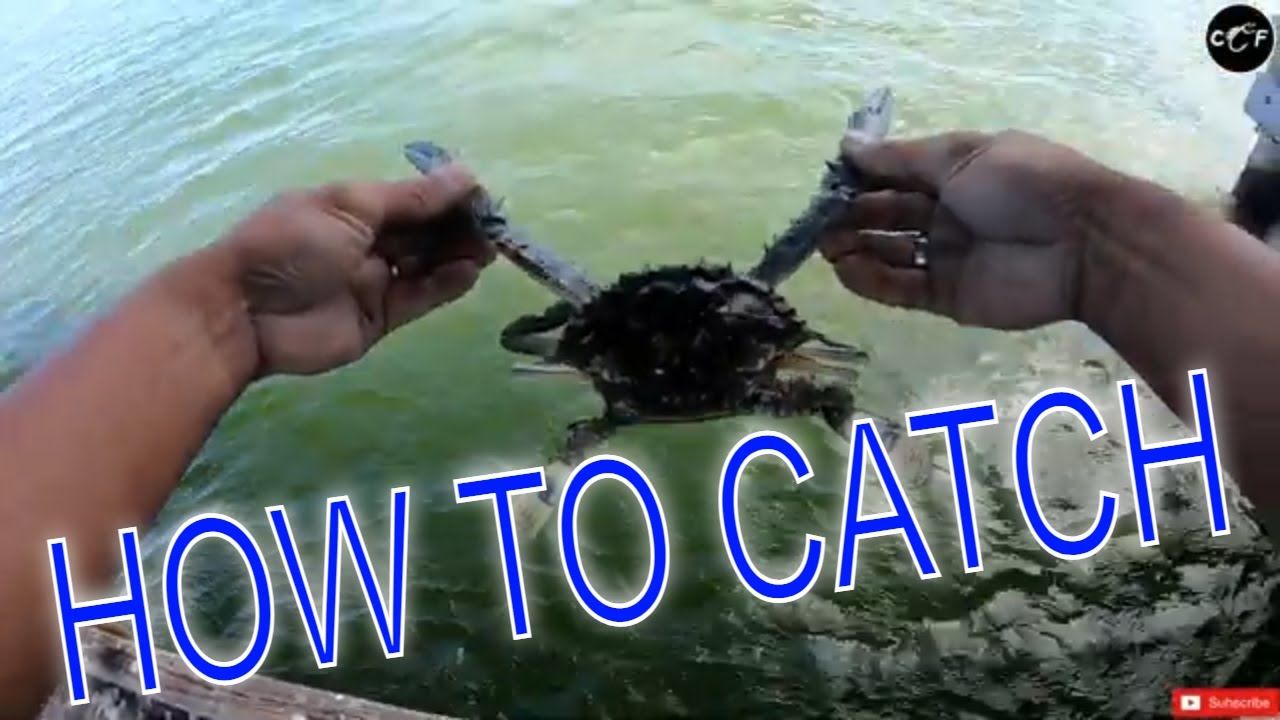 Mandurah Crabbing Now Open, Tips and Tricks From a Local, Blue Swimmer