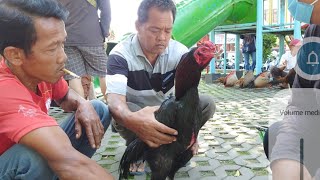 dolan pasar hari ini ketemu kumbang istimewa langsung soldaut