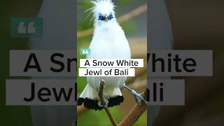 Download Lagu Jalak Bali #birds #shorts MP3