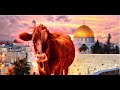 La gnisse rousse et la construction prochaine du temple de jrusalem
