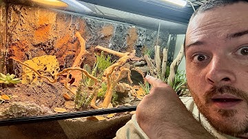 Building the BEST Bioactive enclosure for my Leopard Gecko! HERES HOW!