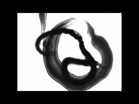 تنوع الديدان المفلطحة