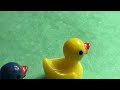 Ducks vs turtles