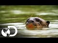 La nutria gigante de Brasil | Latinoamérica salvaje | Discovery Latinoamérica