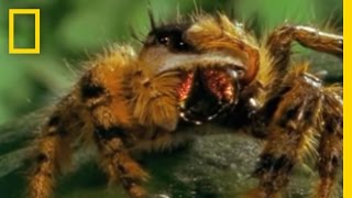 Bee vs. Jumping Spider | National Geographic