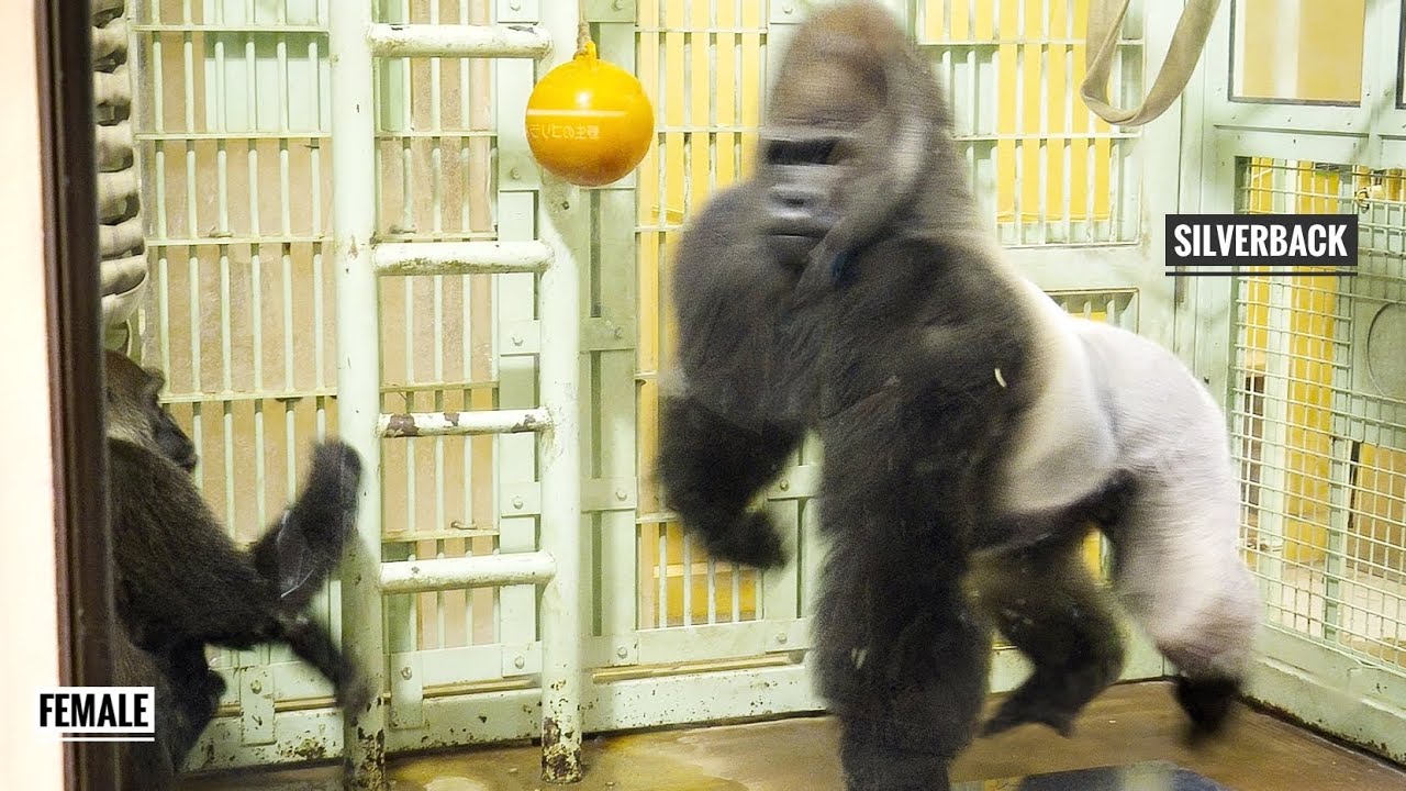スワロフスキー　わんぱくゴリラ　YOUNG GORILLA スワロフスキー わんぱくゴリラ YOUNG GORILLA Silverback Gorilla