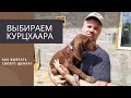 Как выбрать щенка для охоты?