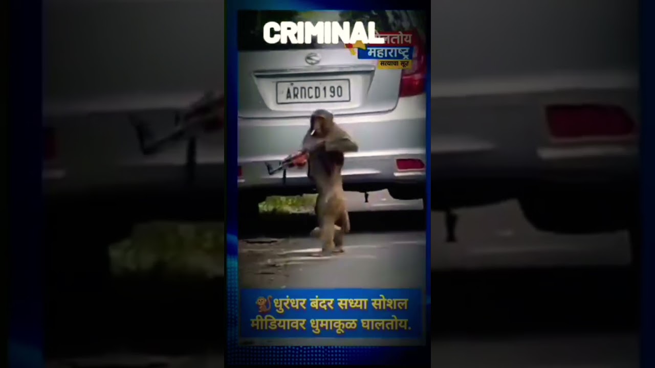 Warning: Monkey in action!” 🚨• “بندر نہیں، Boss بندر!” 👑##