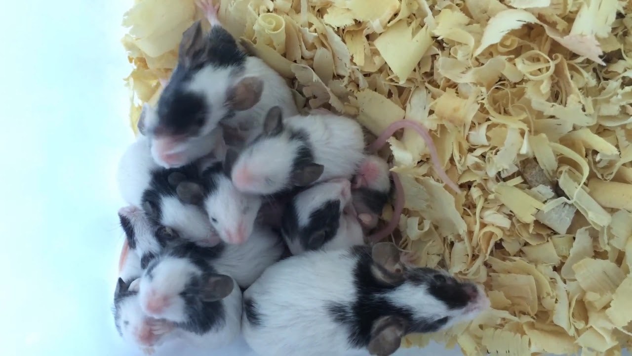 Topollillo Raton Ratos Topolinos - YouTube