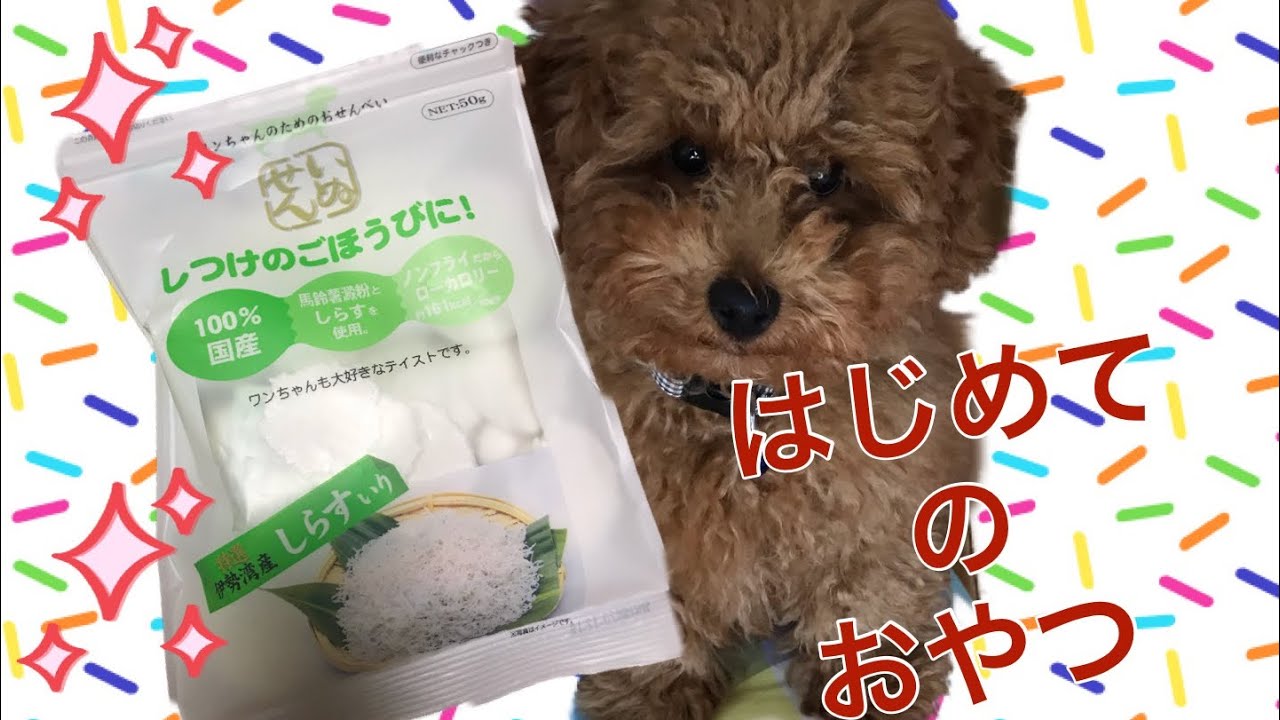 トイプードル(toy poodle) 子犬 初めてのおやつ 食べ方 ぎこちない YouTube