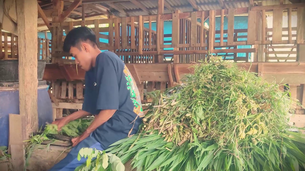 Healthy Animals: Preparing Nutritious Green Feed _FarmersLife _Shorts