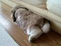 うさぎ 強風