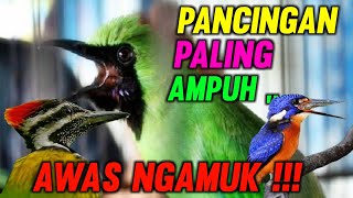 MASTERAN UNTUK MEMANCING CUCAK IJO BIAR GACOR DAN EMOSI