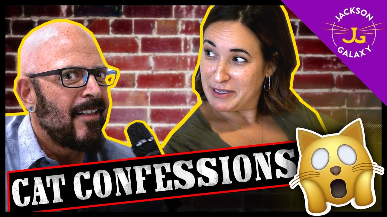 cute cats for sale Cat Confessions