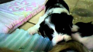 SAM_1481.AVI
