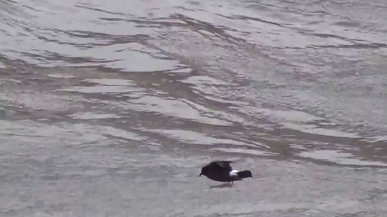 Storm Petrel at Severn Beach 9.6.12 