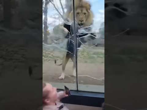 لحظه تكسير زجاج الأسد وخروج اسد عن السيطرة رعب حقيقي  فديوهات مرعبه اكسبلور