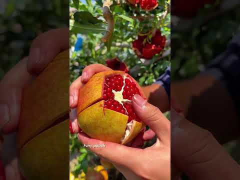 هل تعلم أن الصين هي أكبر منتج لفاكهة الرمان في العالم بسبب فوائدها التي يستخدمونها في الطب الشعبي