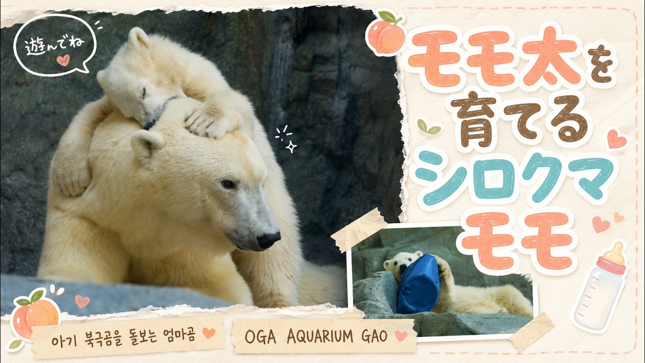 8K60P モモ太を育てるママ・モモ🍑｜아기 북극곰 모모타를 돌보는 엄마