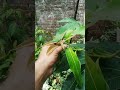 Backyard Garden plants update Mango papaya #shortsfeed #shorts #mango #papaya #garden #organic #diy
