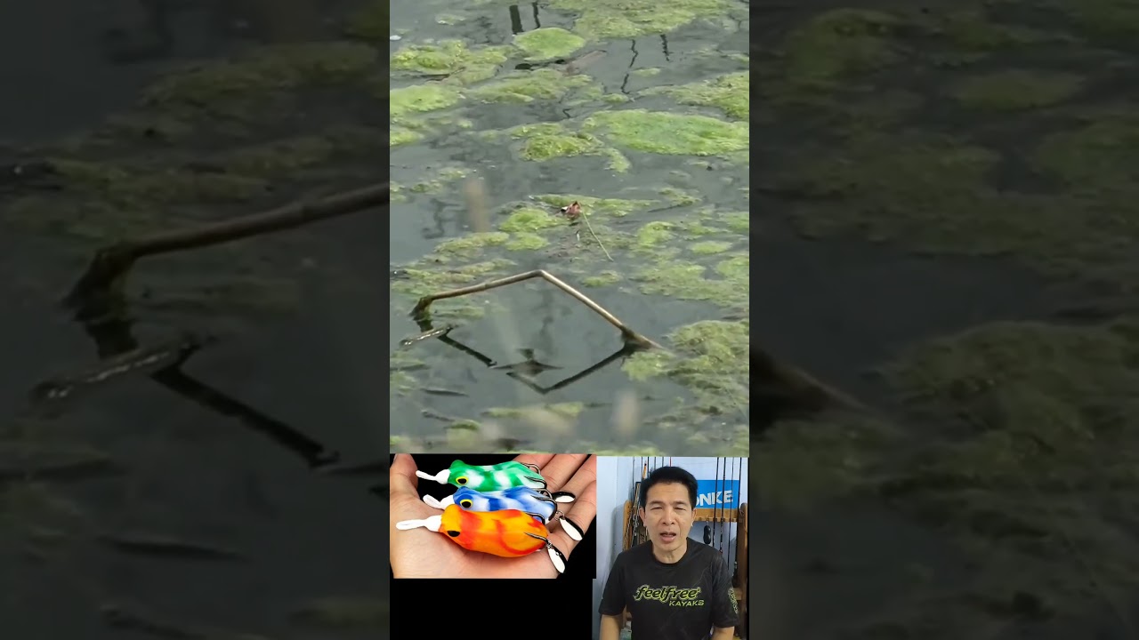 How to cast a rubber frog lure 