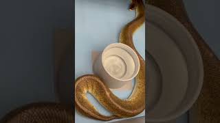 Famous Ball python recovering after getting surgery due to being egg bound. #Shorts Profile