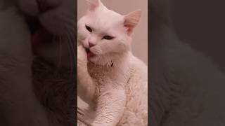 Bas, Itna Glow Chahiye Life Mein!🫠😄#CatLovers #CuteCats #Meow #CatGrooming