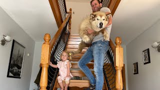Giant Dog With Arthritis Gets Carried To See Upstairs For The First Time Ever!!