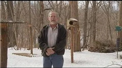 Bird Watching : How to Attract Cardinals