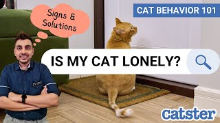 Vet Talks: Cats, Loneliness and Separation Anxiety